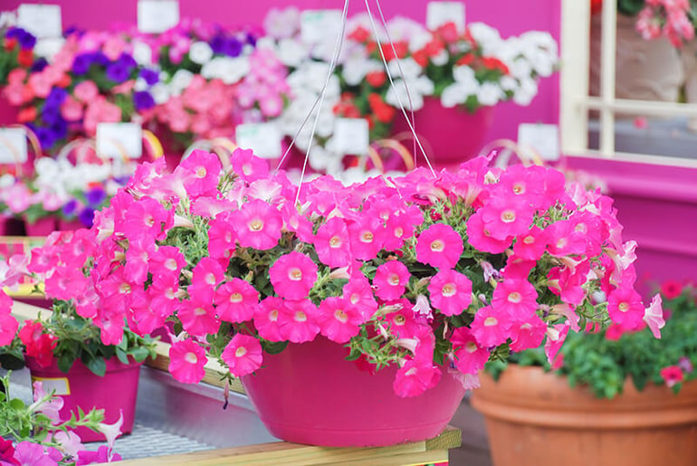 bigstock-Petunia-petunias-In-The-Tray--364572598