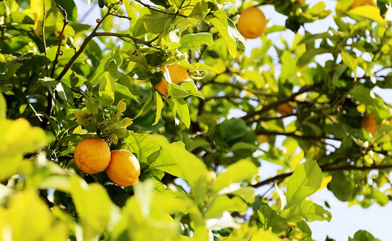 bigstock-Bunches-Of-Fresh-Yellow-Ripe-L-305318722