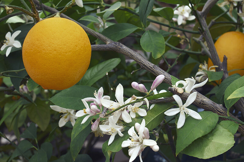 bigstock-Close-up-Image-Of-Meyer-Lemon--379806292