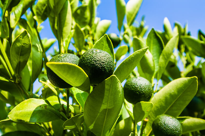 bigstock-Lime-On-A-Branch-Against-The-B-321441916